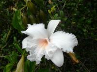 Madagaskar, Maurícius, Réunion