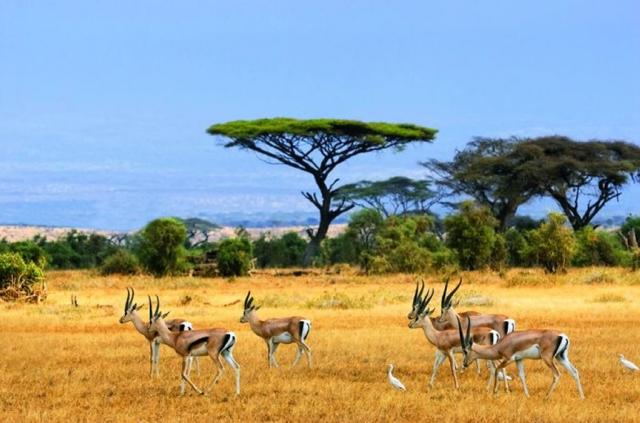 Safari SAFARI – PO STOPÁCH ANTILOP