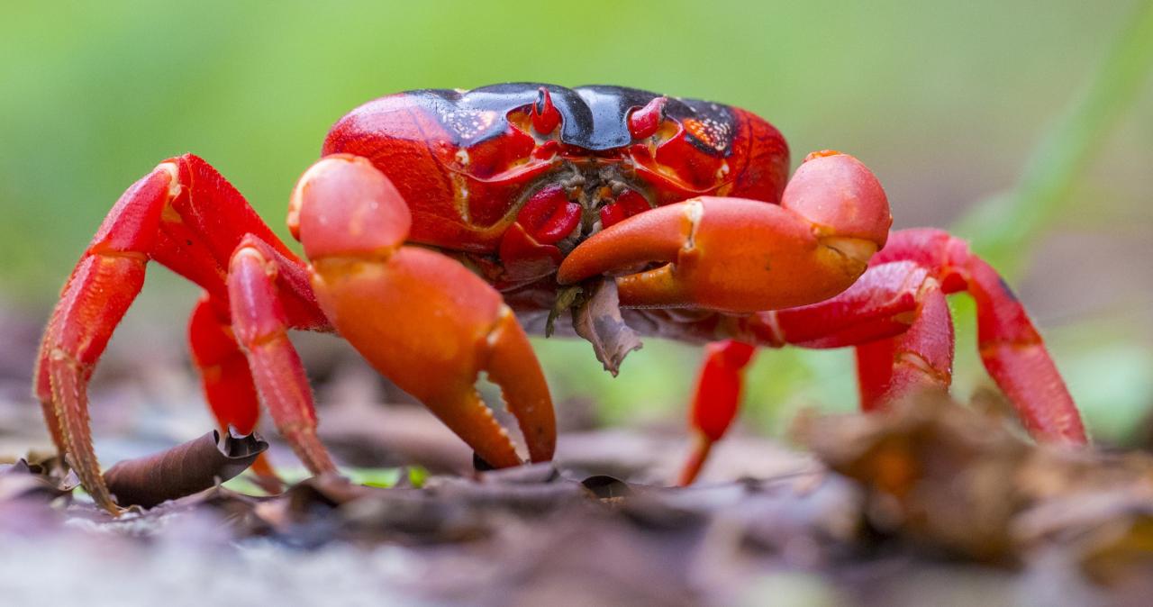 Holidaybank cestovná kancelária Austrália