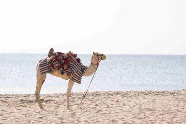 Sealine Beach Resort