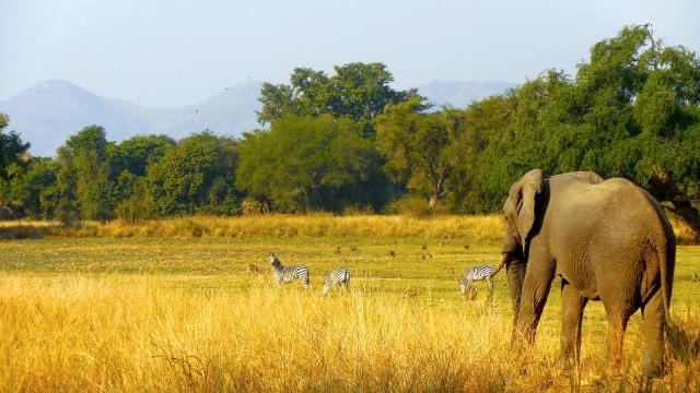 Zambia - Malawi
