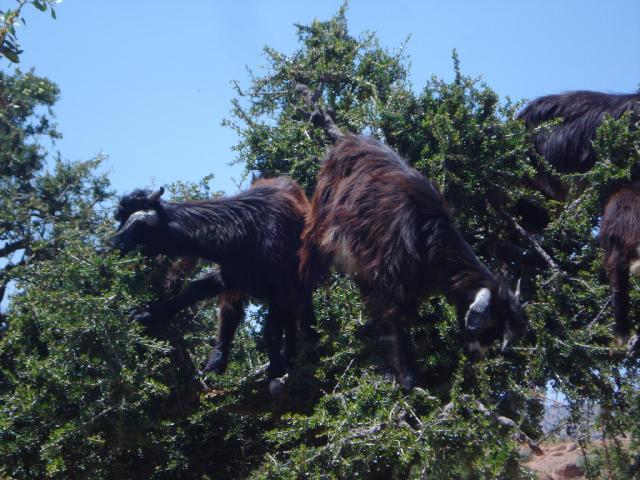 Okruh Marokom