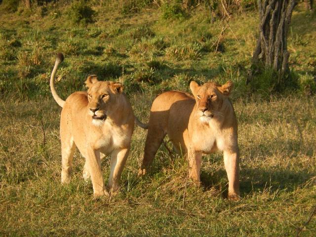 Keňa - z Nairobi do Mombasy národnými parkami
