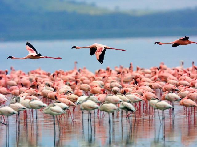 Keňa - z Nairobi do Mombasy národnými parkami