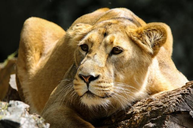 Keňa - z Nairobi do Mombasy národnými parkami