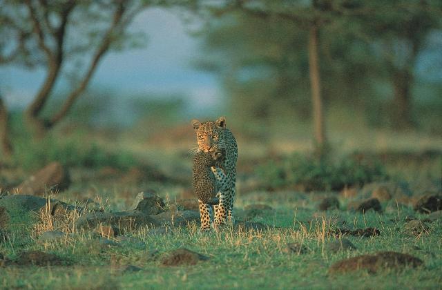 Keňa - z Nairobi do Mombasy národnými parkami