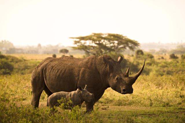 Keňa - z Nairobi do Mombasy národnými parkami