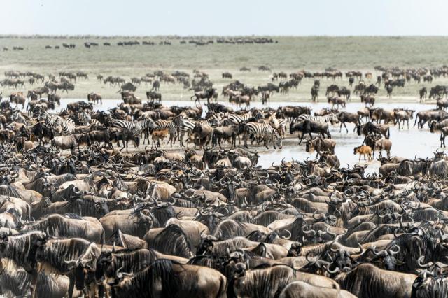 Keňa - z Nairobi do Mombasy národnými parkami