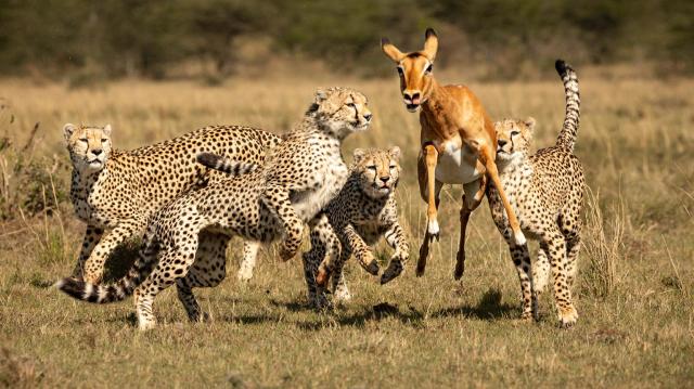 Keňa - z Nairobi do Mombasy národnými parkami