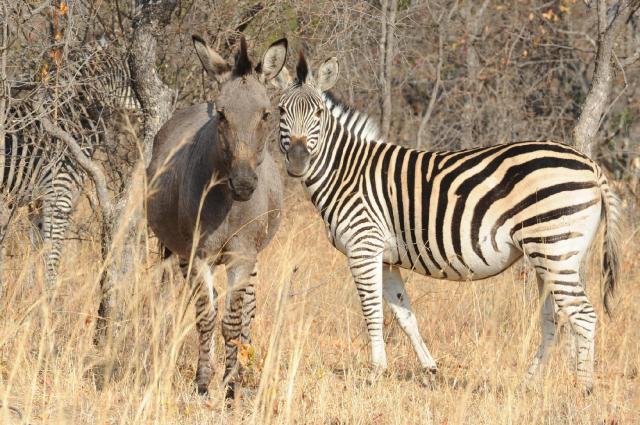 Zimbabwe - po stopách Emila Holuba