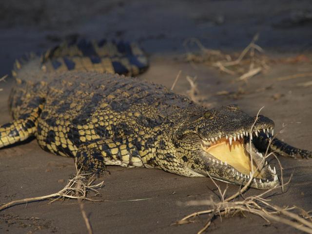 Z Victoria Falls do Kapského Mesta