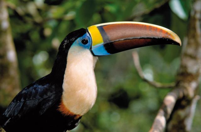 Nikaragua - Kostarika - Panama