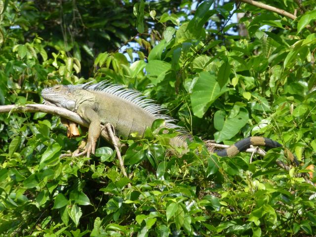 Nikaragua - Kostarika - Panama