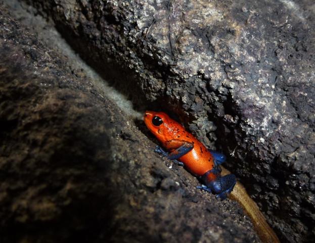 Nikaragua - Kostarika - Panama