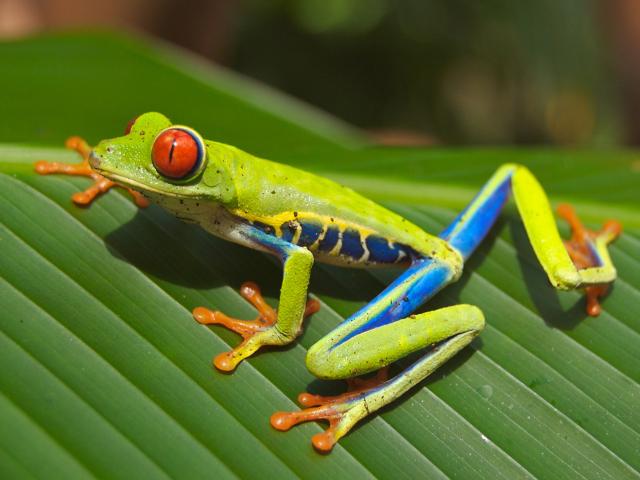 Nikaragua - Kostarika - Panama
