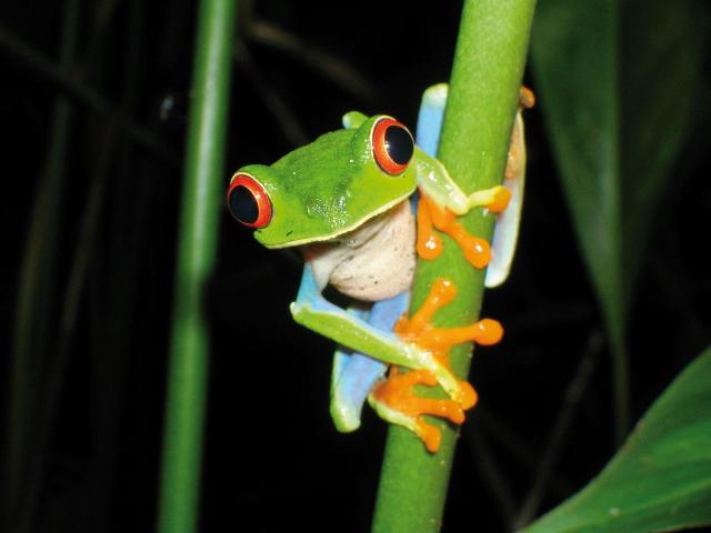Nikaragua - Kostarika - Panama