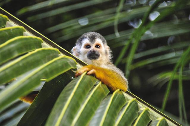 Nikaragua - Kostarika - Panama