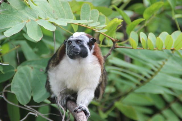 Nikaragua - Kostarika - Panama