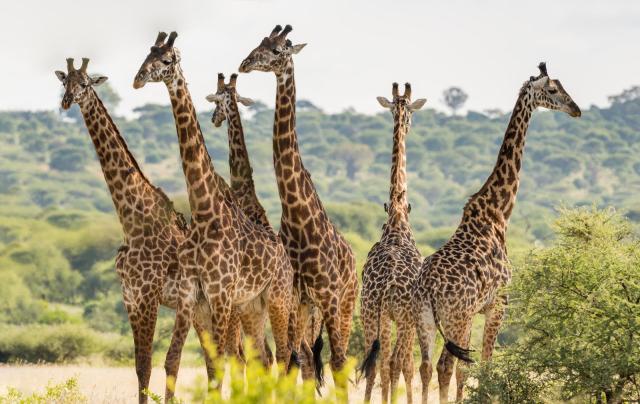 Rwanda a Tanzánia