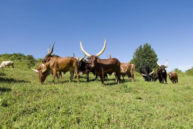 Okruh Ugandou a horské gorily