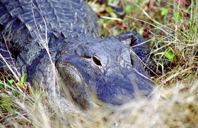 FLORIDA: štátom slnka a pláží