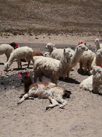 Peru - za tajomstvom Inkov II