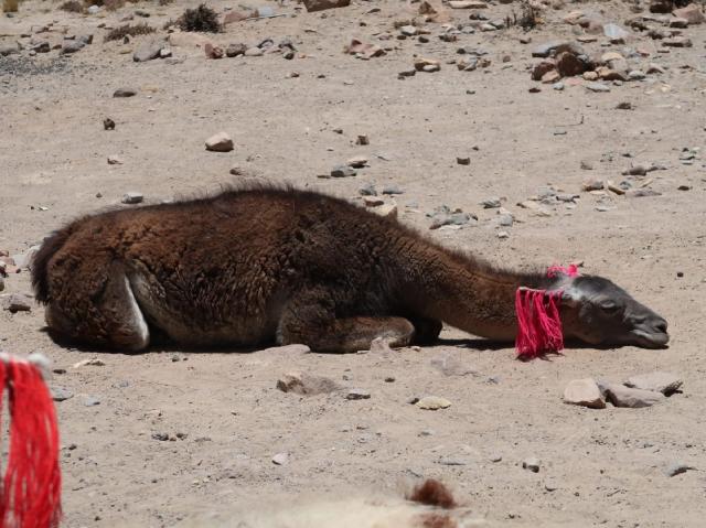 Peru - za tajomstvom Inkov II