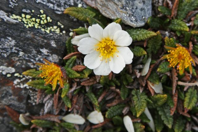 Špicbergy - plavba