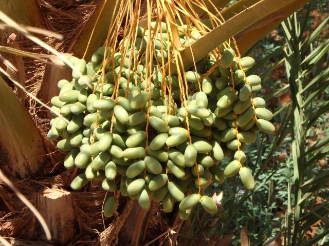 Saudská Arábia - Bahrajn