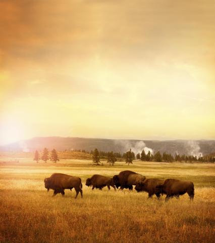 Hor sa do Yellowstonu