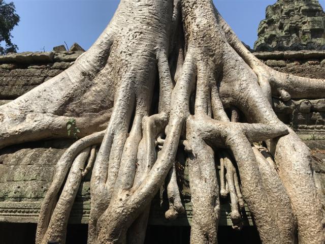 Vietnam - Kambodža - kmeň stromu
