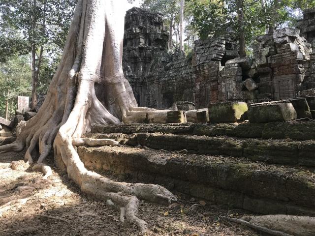 Vietnam - Kambodža - kmeň stromu