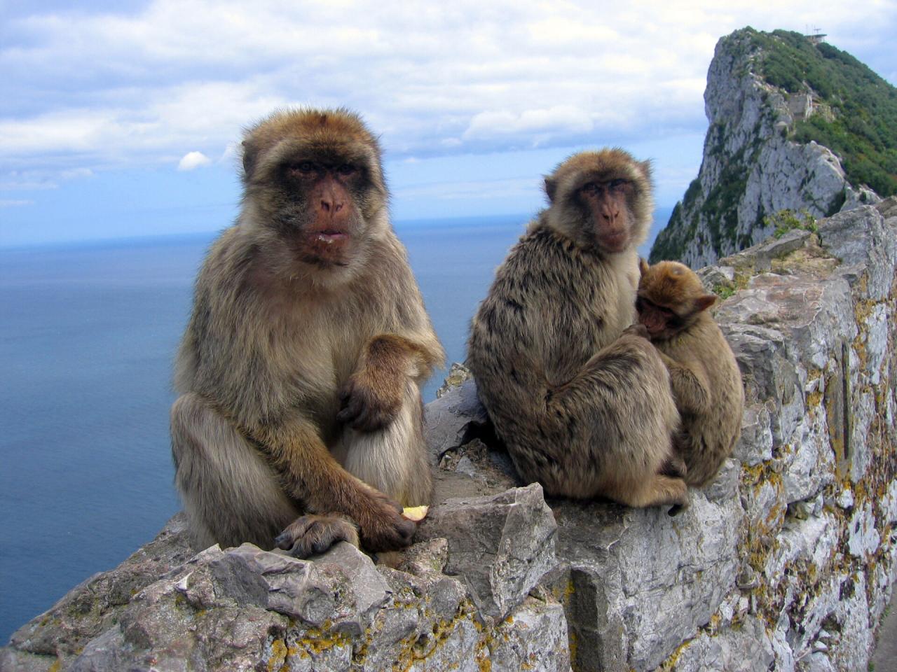 Kolónia opíc, Gibraltar, poznávací zájazd, Španielsko