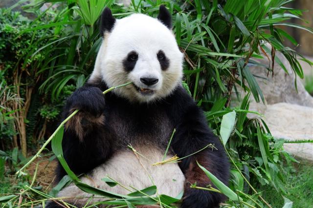 Schönbrunn Zoo a Zámok -
