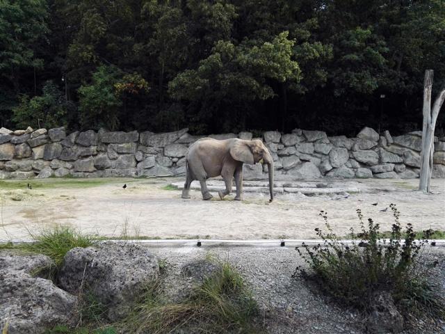 Schönbrunn Zoo a Zámok, poznávací zájazd