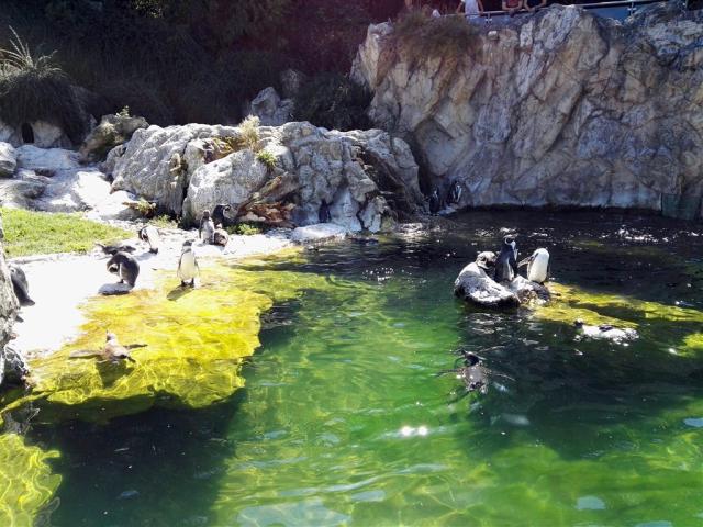Schönbrunn Zoo a Zámok -