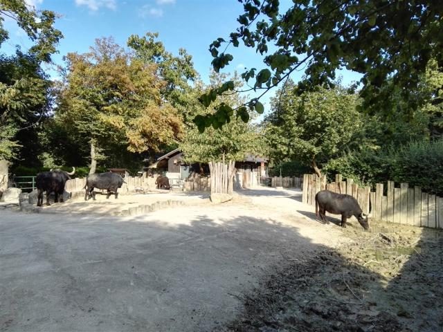 Schönbrunn Zoo a Zámok -