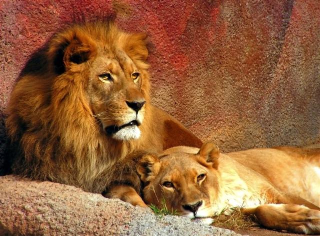 Schönbrunn Zoo a Zámok -