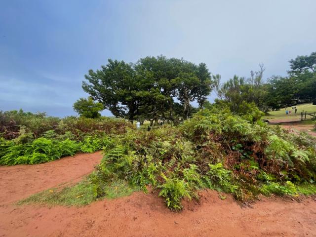 Mlžný les. Ostrov Madeira.