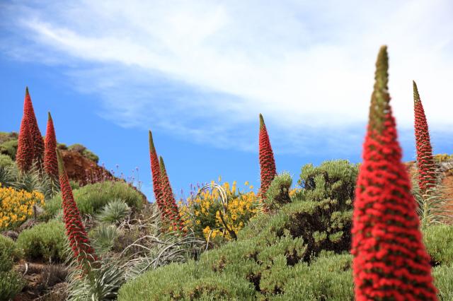 Tenerife - Klenot Kanárskych ostrovov