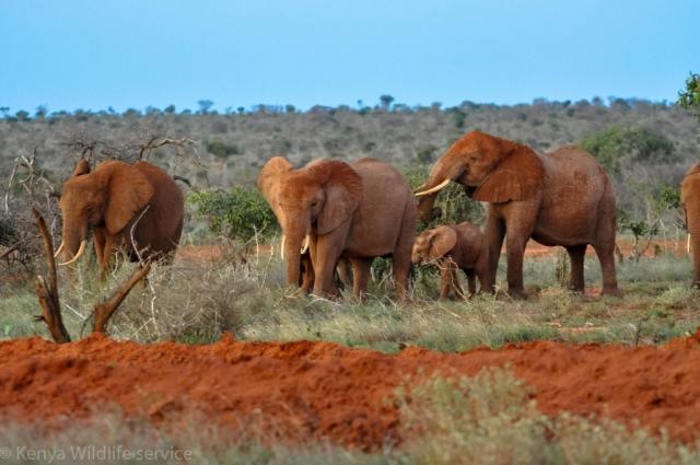 Keňa - Dokonale safari a oddych na bielej pláži- slony