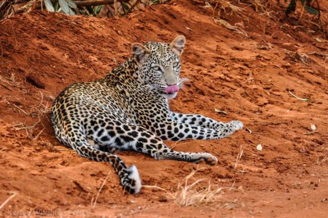 Keňa - Dokonale safari a oddych na bielej pláži- jaguár