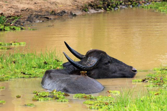 Srí Lanka - cesta za kultúrou, prírodou a relaxom