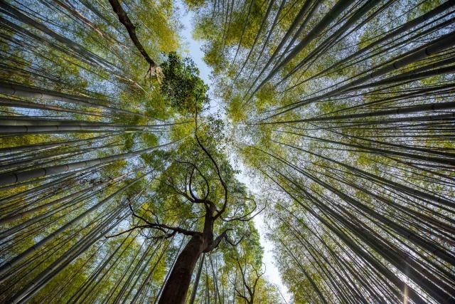 Najkrajšia cesta Japonskom