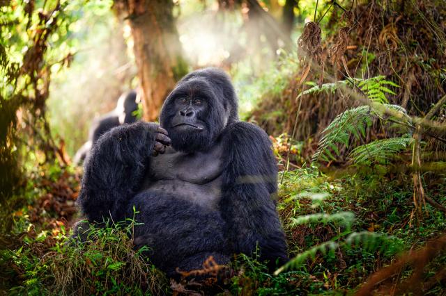 Uganda, Rwanda - gorily, šimpanzy a nosorožce