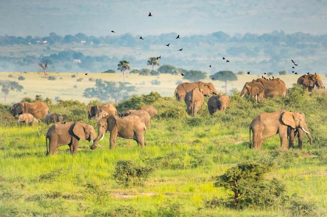 Uganda, Rwanda - gorily, šimpanzy a nosorožce