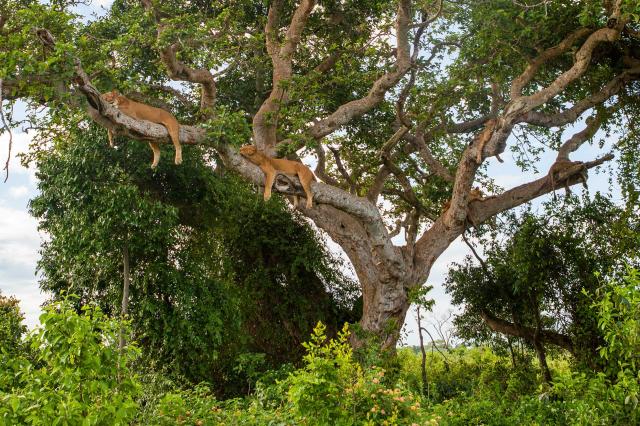 Uganda, Rwanda - gorily, šimpanzy a nosorožce