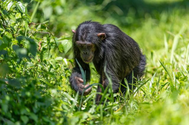 Uganda, Rwanda - gorily, šimpanzy a nosorožce