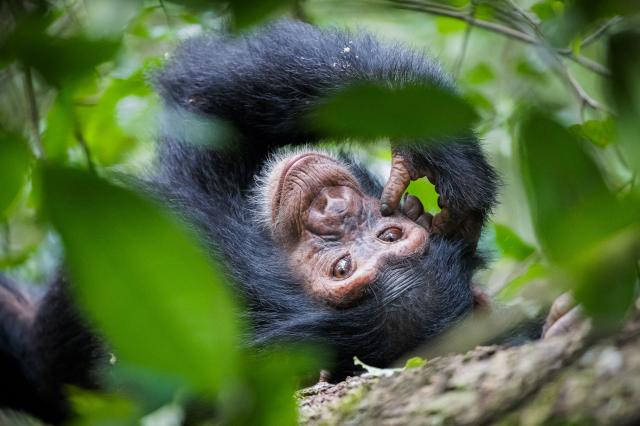 Uganda, Rwanda - gorily, šimpanzy a nosorožce