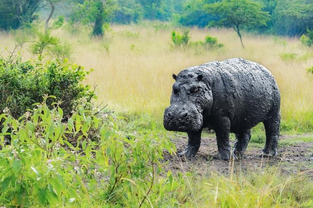 Uganda, Rwanda - gorily, šimpanzy a nosorožce